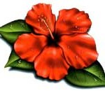 tatouage-gwada-hibiscus-fleur Modèle tatouage Gwada fleur d'hibiscus