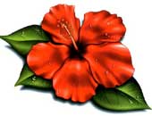 Modèle tatouage Gwada fleur d'hibiscus