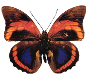 Modèle de tatouage de papillon et symbolique